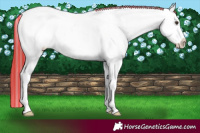 Horse Color:Painted White Spotted Red Dun Ice Frame Appaloosa