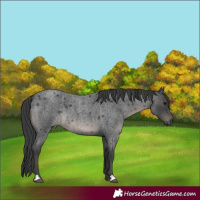 Horse Color:Blue Roan 