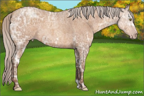 Horse Color:Gray Silver Amber Champagne Ice Roan Frame Rabicano 