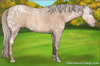 Horse Color:Gray Silver Amber Champagne Ice Roan Frame Rabicano