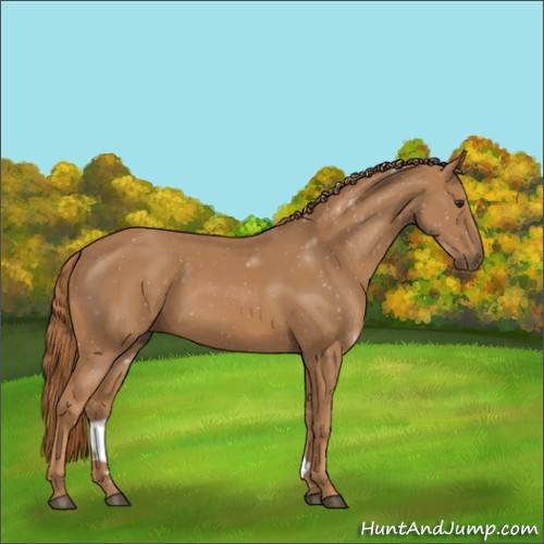 Horse Color:Chestnut 