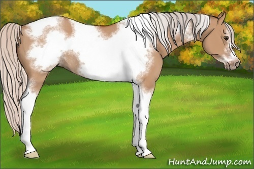 Horse Color:Silver Bay Dun Sabino Tobiano Frame Rabicano 