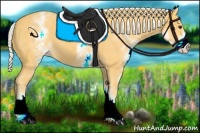 Horse Color:White Spotted Palomino 