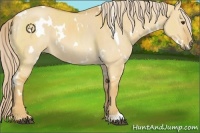 Horse Color:White Spotted Palomino Dun 