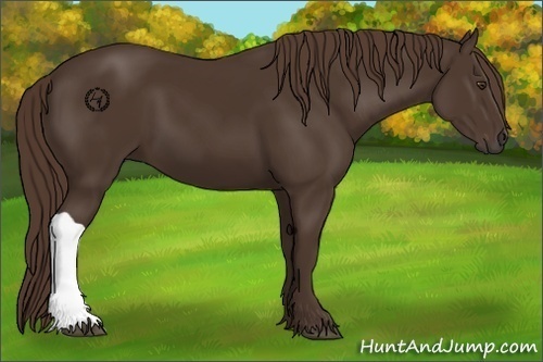 Horse Color:Liver Chestnut 