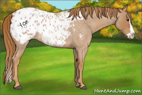 Horse Color:Red Roan Splash Appaloosa 
