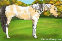 Horse Color:White Spotted Buckskin
