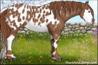 Horse Color:Chestnut Splash Appaloosa