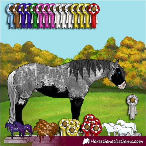 Horse Color:Black Ice Sabino Splash 