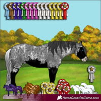 Horse Color:Black Ice Sabino Splash 