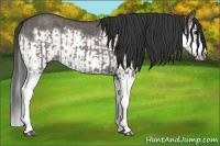 Horse Color:Grullo Sabino Splash  and Grullo Sabino Splash Frame 