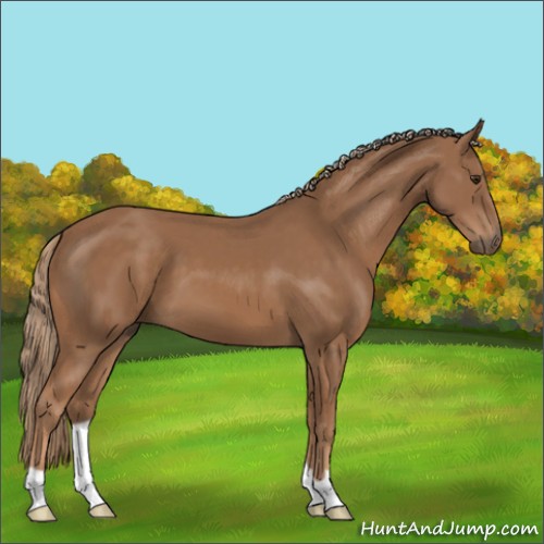 Horse Color:Chestnut 