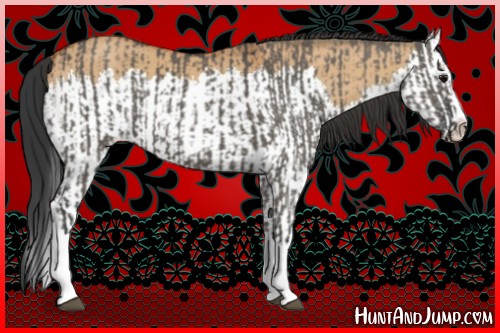 Horse Color:Grullo Sabino Splash and Bay Dun Sabino Splash