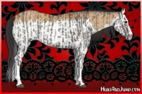 Horse Color:Grullo Sabino Splash  and Bay Dun Sabino Splash 