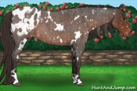 Horse Color:White Spotted Liver Red Roan Blanket
