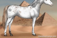 Horse Color:Liver Chestnut Sabino Appaloosa Rabicano
