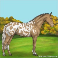 Horse Color:Silver Smoky Black Appaloosa 