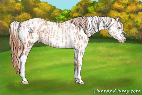 Horse Color:Gold Champagne Appaloosa  and Gold Champagne Appaloosa 