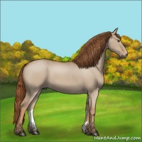 Horse Color:Red Dun Roan