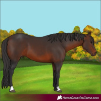 Horse Color:Brown 