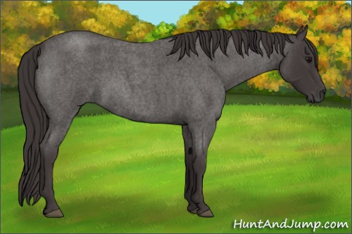 Horse Color:Smoky Blue Roan 