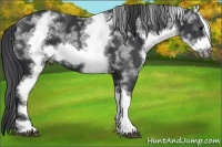 Horse Color:White Spotted Black Frame 
