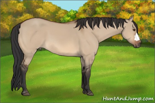 Horse Color:Bay Dun