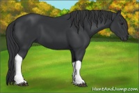 Horse Color:Black Tobiano 