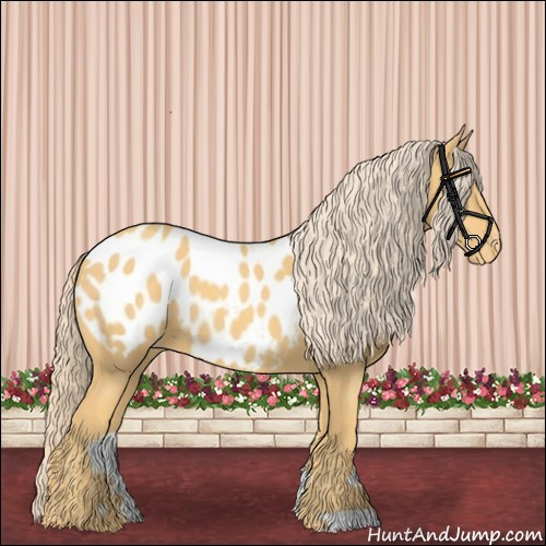 Horse Color:Gold Cream Champagne Appaloosa 