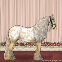 Horse Color:Gold Cream Champagne Appaloosa 