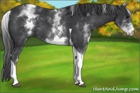 Horse Color:White Spotted Black Tobiano