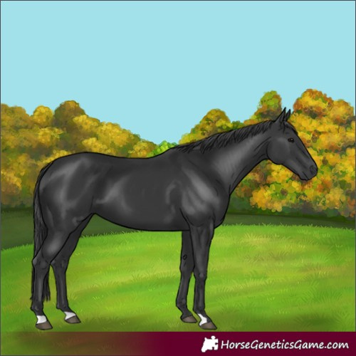 Horse Color:Black 