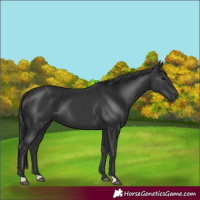 Horse Color:Black 