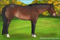 Horse Color:Brown Rabicano 