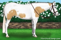 Horse Color:Palomino Splash Tobiano Appaloosa 