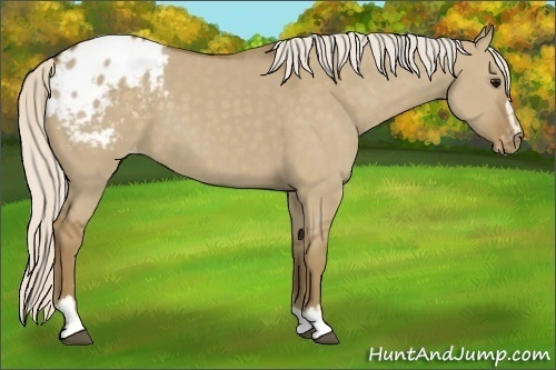 Horse Color:Silver Smoky Grullo Sabino Appaloosa 