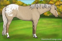 Horse Color:Silver Smoky Grullo Sabino Appaloosa