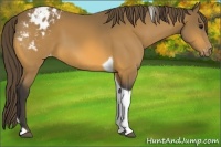 Horse Color:Buckskin Tobiano Appaloosa