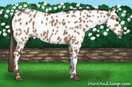 Horse Color:Gray Red Dun Near Leopard Rabicano