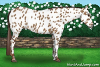 Horse Color:Gray Red Dun Appaloosa Rabicano