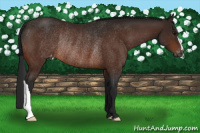 Horse Color:Gray Bay Appaloosa Rabicano 