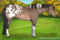 Horse Color:Bay Tobiano Blanket 