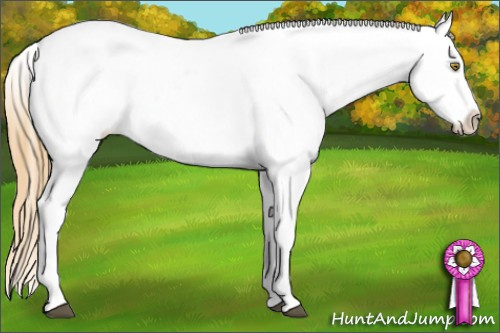 Horse Color:Buckskin Splash Frame Appaloosa 