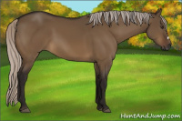 Horse Color:Gray Silver Brown Dun