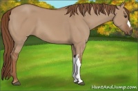 Horse Color:Red Dun 