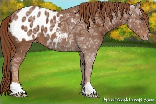 Horse Color:Chestnut Ice Appaloosa 