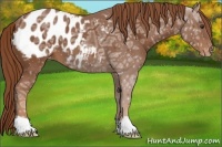 Horse Color:Chestnut Ice Appaloosa