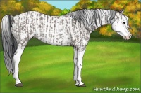 Horse Color:Grullo Sabino Splash  and Grullo Sabino Splash 