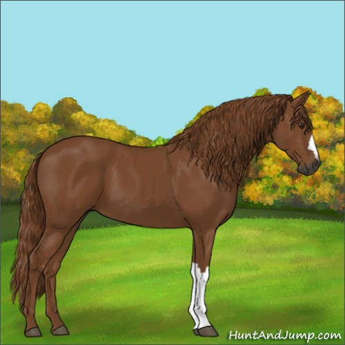 Horse Color:Gray Chestnut