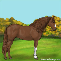 Horse Color:Gray Chestnut 